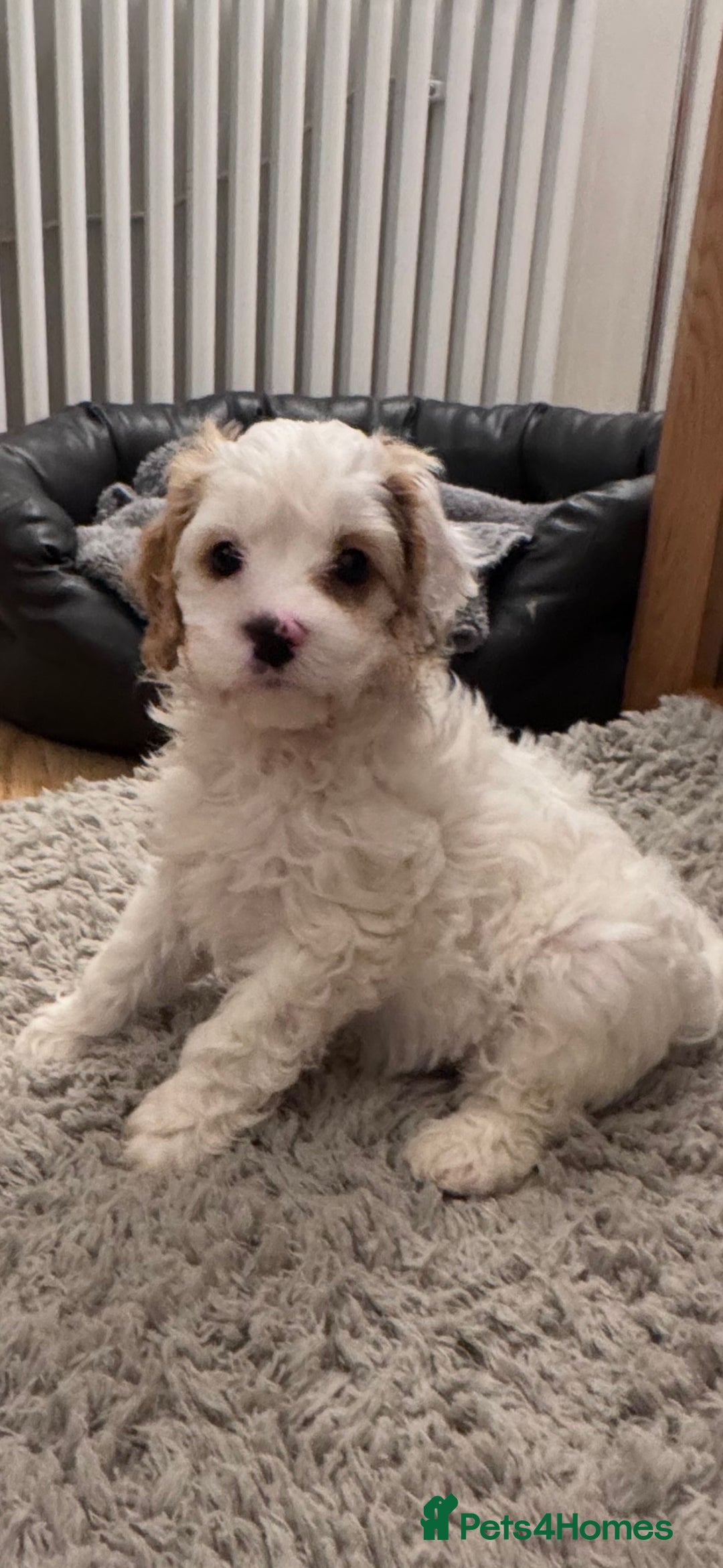 Cavapoo dogs for sale: Stunning F1 Toy Cavapoo puppies  - Advert 2