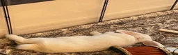 Mini Lop rabbits for sale: Sweet 8 month old Spayed Female Mini Lop - Advert 2