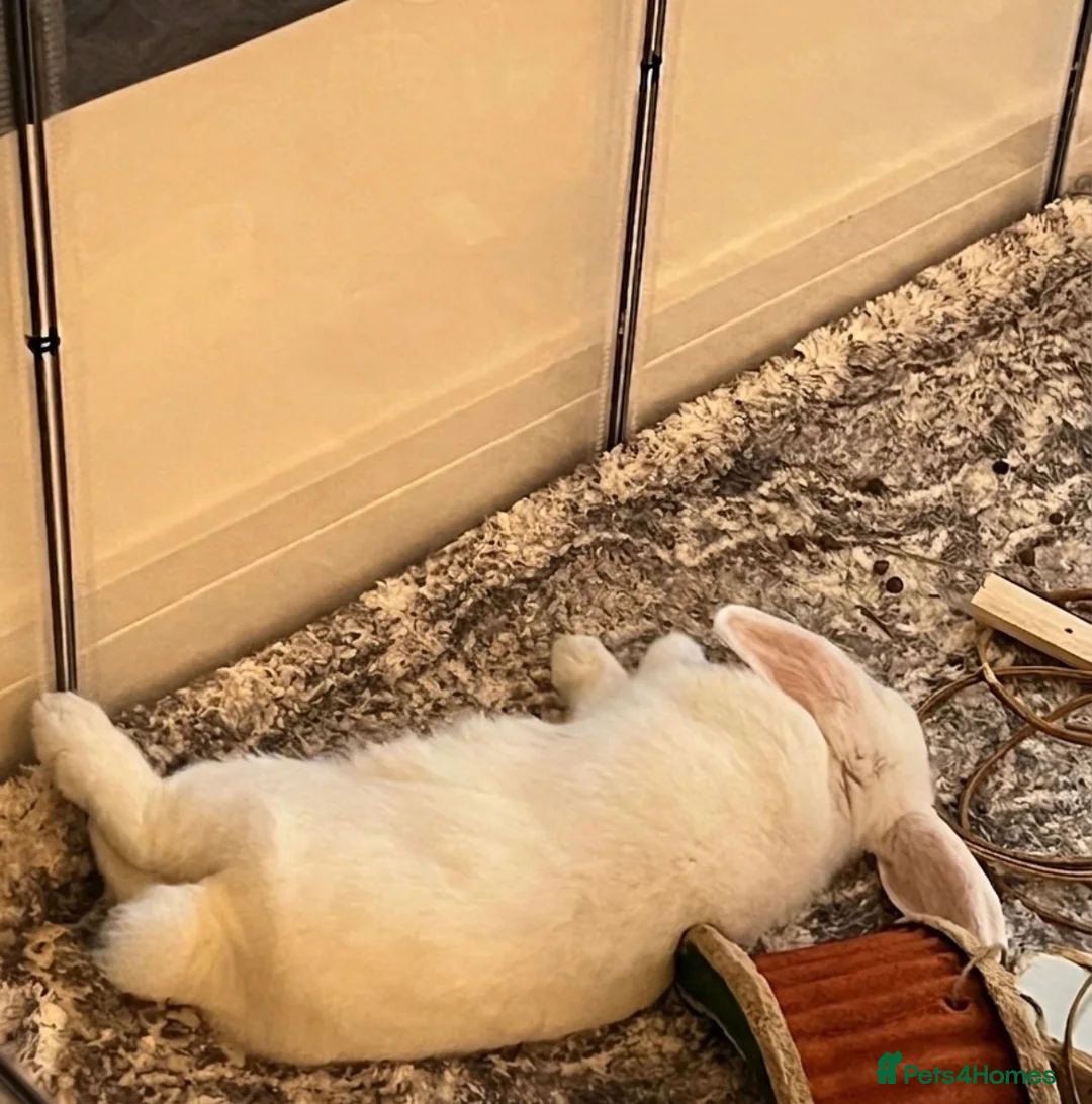 Mini Lop rabbits for sale: Sweet 8 month old Spayed Female Mini Lop - Advert 2