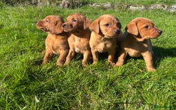 Labrador Retriever dogs for sale: Fox Red Labrador Retrievers - Image 3