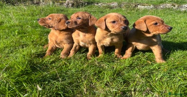 Labrador Retriever dogs - Advert 6