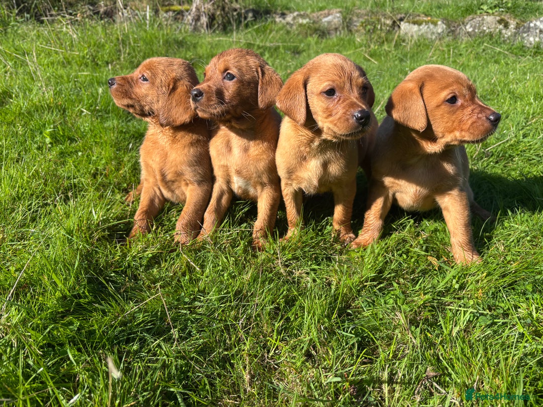 Labrador Retriever dogs for sale: Fox Red Labrador Retrievers - Image 3