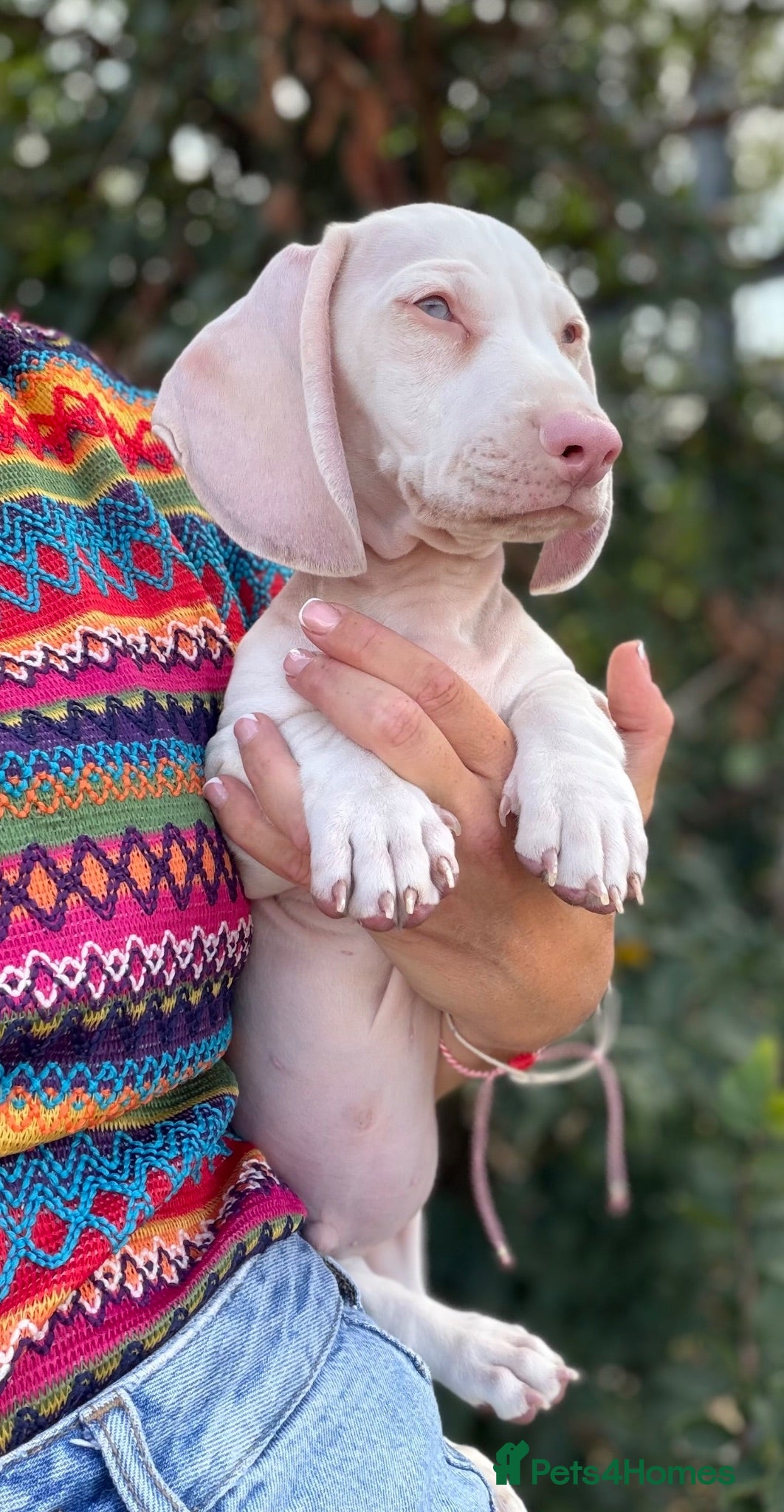 Miniature Dachshund dogs 🌸stunning pink mini dachshunds 🌸 - Advert 5