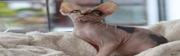 Sphynx cats for sale: Beautiful Pedigree Sphynx Kittens  - Advert 21