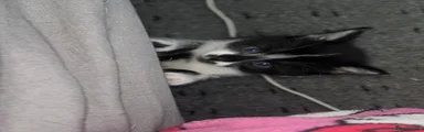 Domestic Shorthair Kitten 2