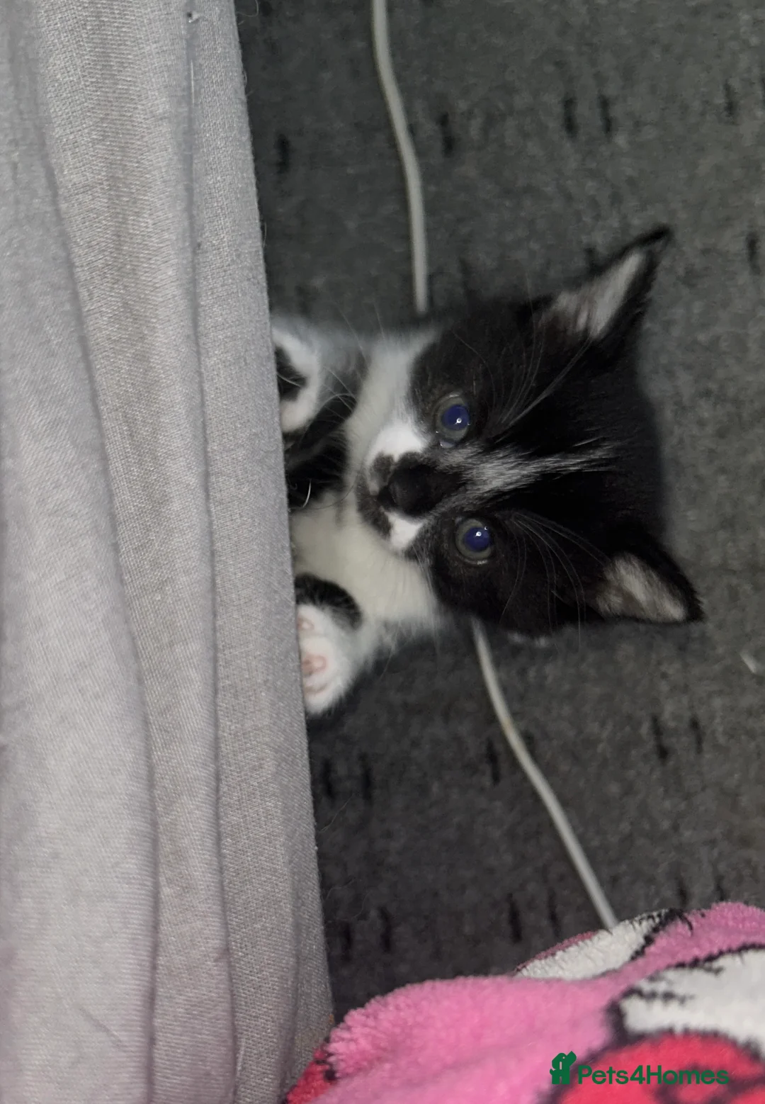 Domestic Shorthair cats for sale: 2 Kittens For Sale!  - Advert 2