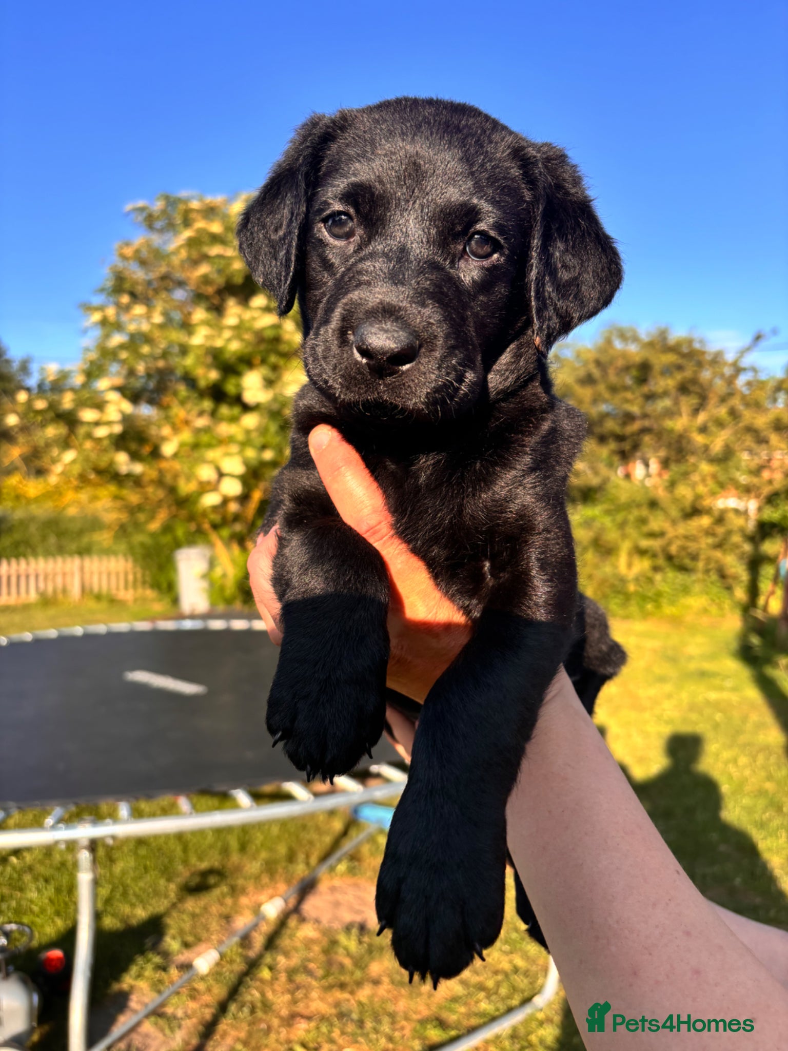 Labrador Retriever dogs for sale: 8 beautiful Black Labrador puppies for sale  - Advert 13