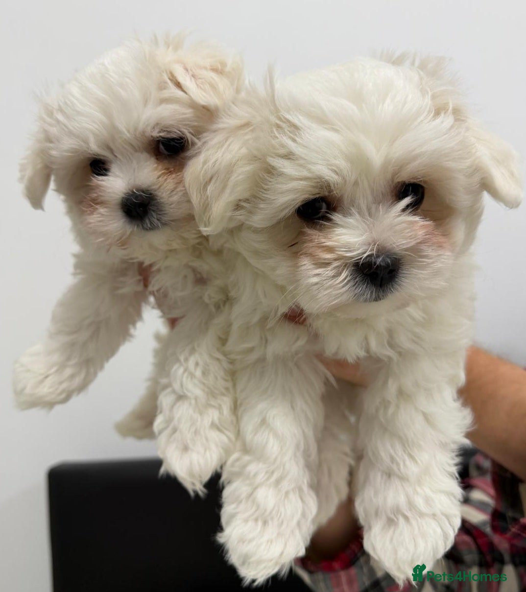 Maltese dogs ✨ Mini Korean Maltese Puppies, boy and girl ✨ - Advert 5