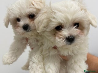 Maltese dogs ✨ Mini Korean Maltese Puppies, boy and girl ✨ - Advert 1