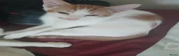 British Shorthair cats for sale: Kitten - Advert 1