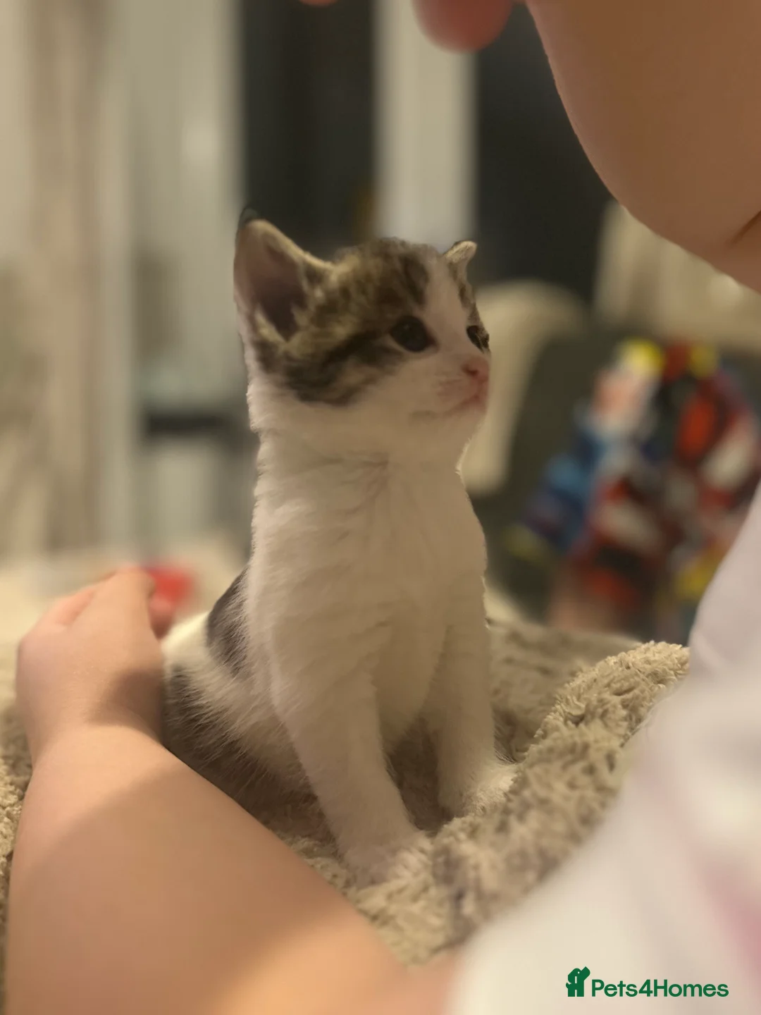 British Shorthair cats for sale: LAST BOY AVAILABLE ✨🩵  - Advert 5