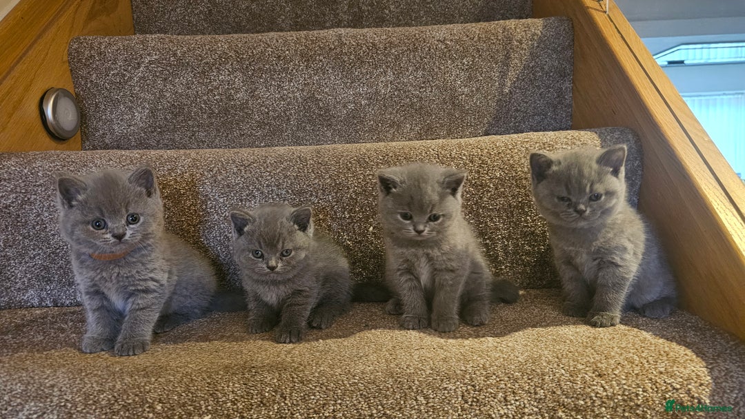 British Shorthair cats for sale: Beautiful Pedigree British Blue Kittens  🐾 - Advert 5