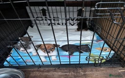 Mixed Breed dogs for sale: Puppies  - Image 4