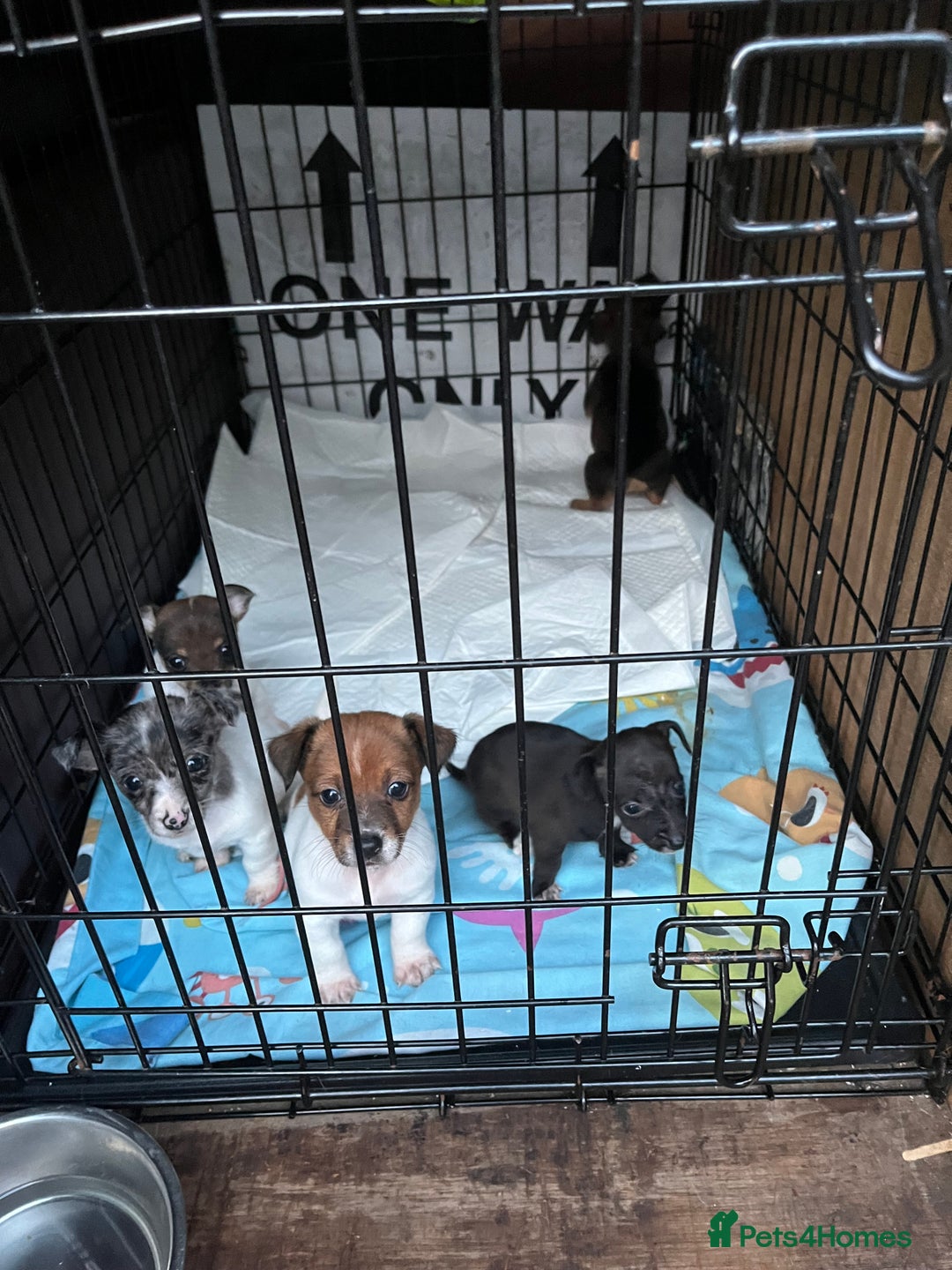 Mixed Breed dogs for sale: Puppies  - Image 4