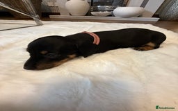Dachshund dogs for sale: Dachshunds for sale   - Image 5