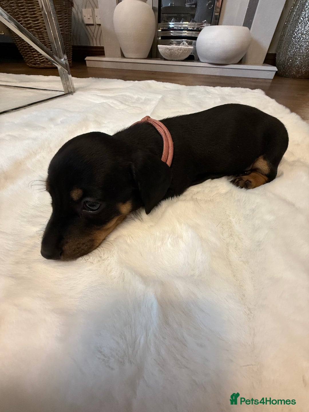 Dachshund dogs for sale: Dachshunds for sale   - Image 5