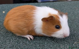 Guinea Pig rodents for sale: 3 Male Guinea Pigs  - Image 2