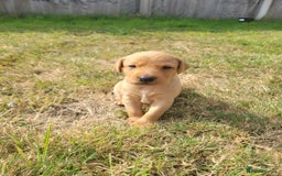 Labrador Retriever dogs for sale: Red Fox Labrador Puppies–Ready from 26th September - Image 9