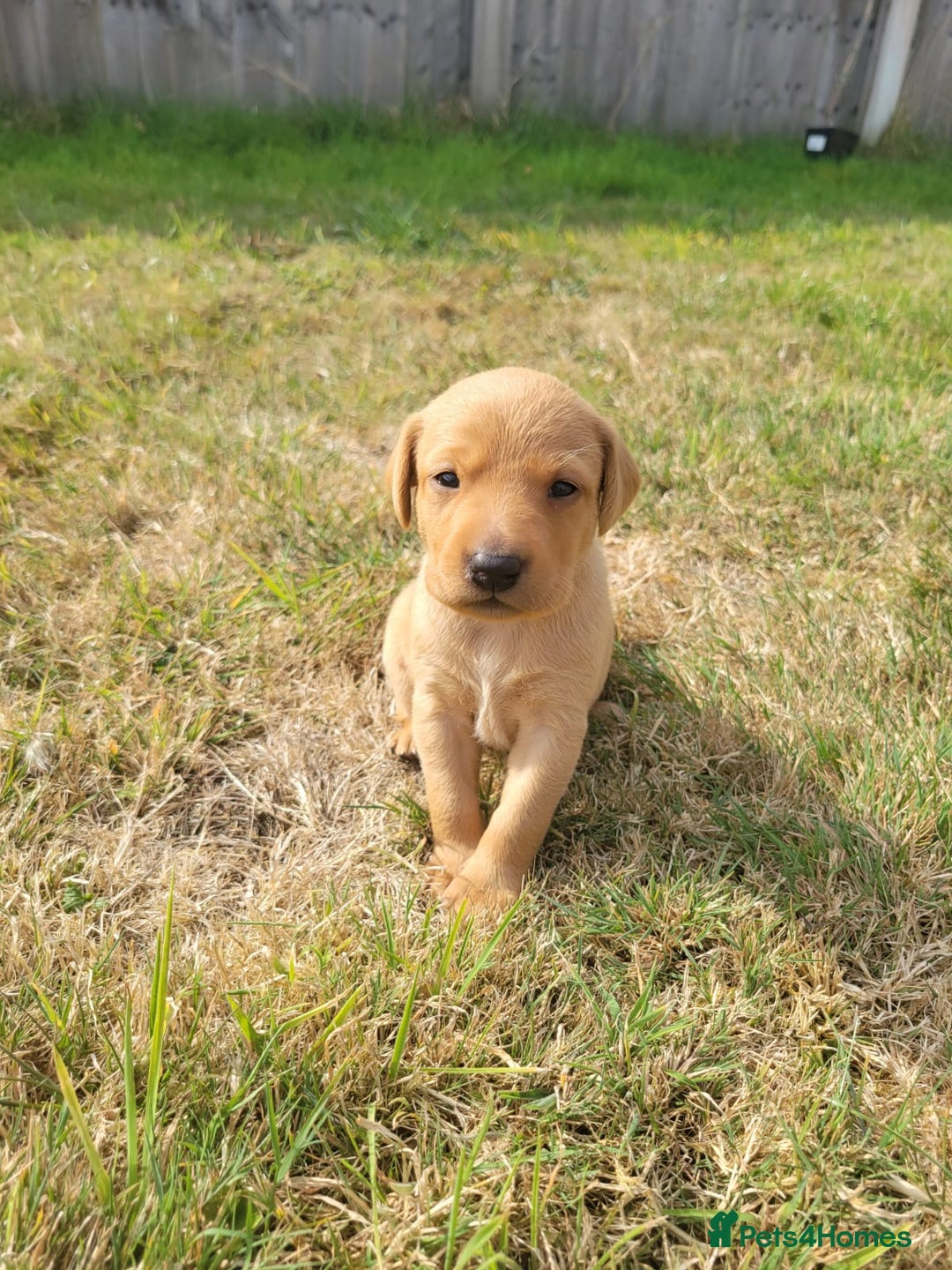 Labrador Retriever dogs for sale: Red Fox Labrador Puppies–Ready from 26th September - Image 9