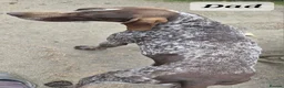 German Shorthaired Pointer dogs for sale: German Shorthaired Pointer Puppies (GSP) in Rhayader - Advert 19