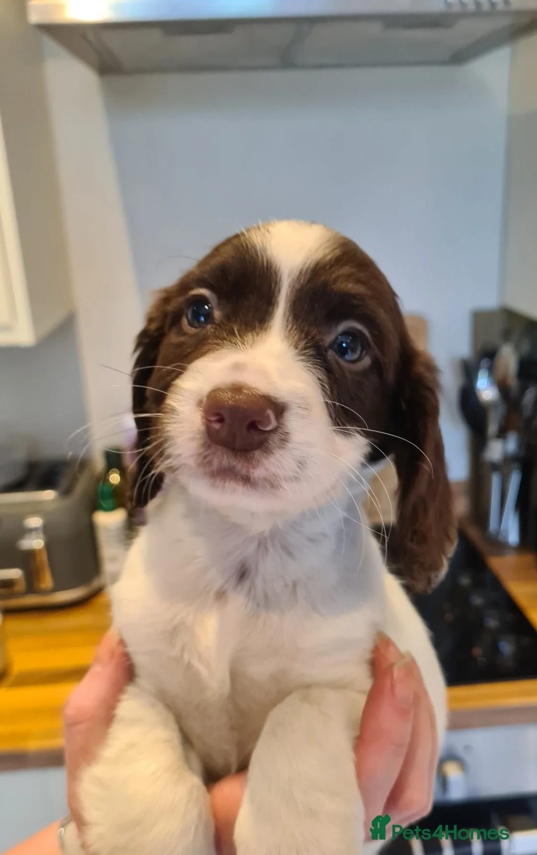 English Springer Spaniel dogs for stud: Proven Liver & White English Springer Spaniel Stud in Swansea - Advert 13