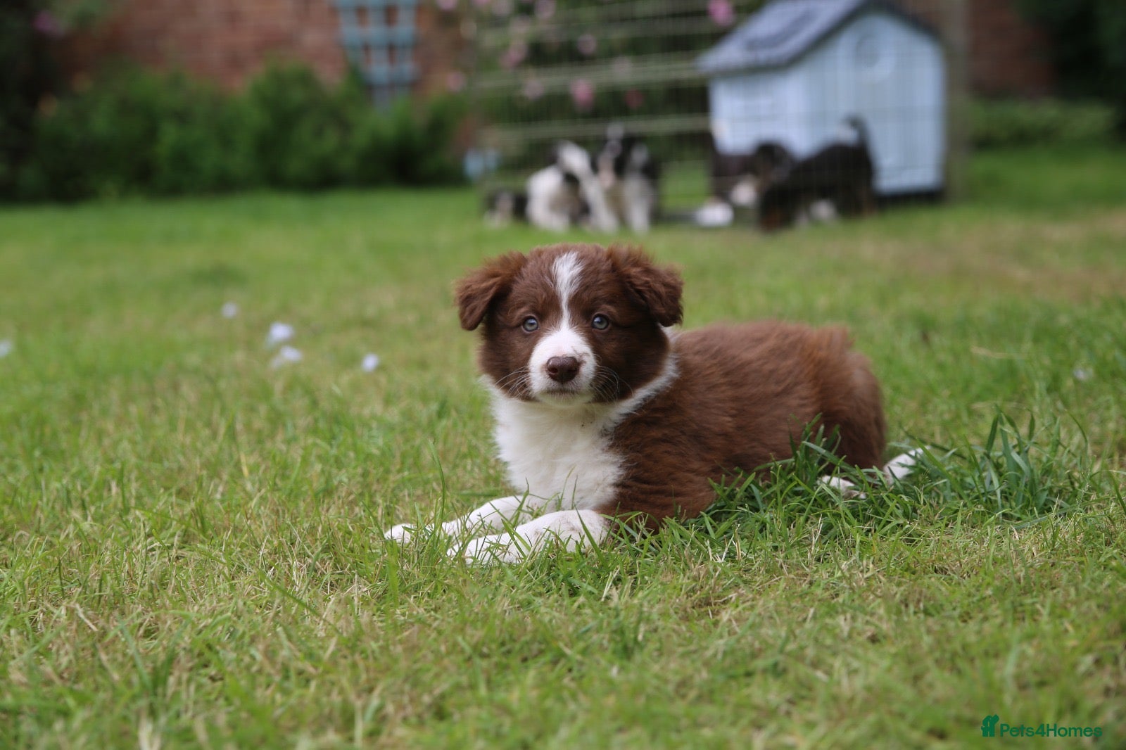 Border Collie dogs 6 Red, White & Tan Health Tested puppies ISDS - Advert 2