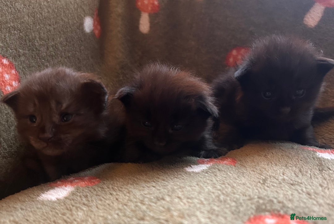 Maine Coon cats for sale: Halloween babies 🎃🐈‍⬛ - Advert 5