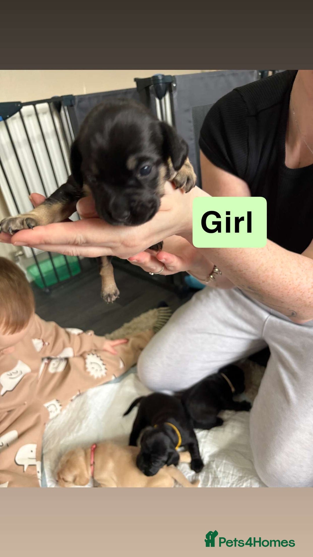 Mixed Breed dogs for sale: Frocker puppies - Advert 8