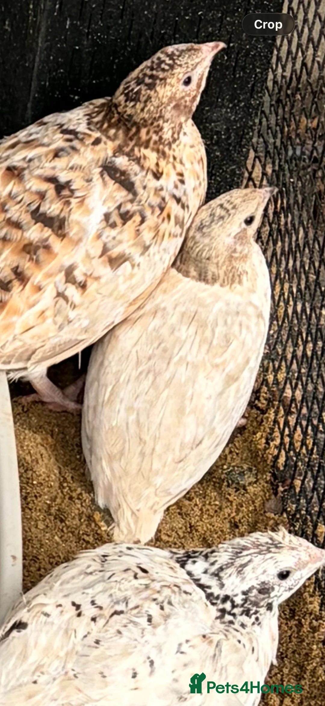 Quail poultry for sale: 11 coturnix quails 10 girls 1 boys.  - Advert 7