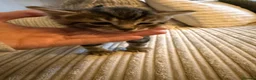 Mixed Breed cats for sale: Five mixed breed - Advert 17