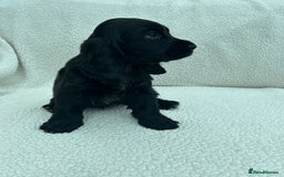 Cocker Spaniel dogs for sale: KC Reg Show Cocker Spaniels - Image 8