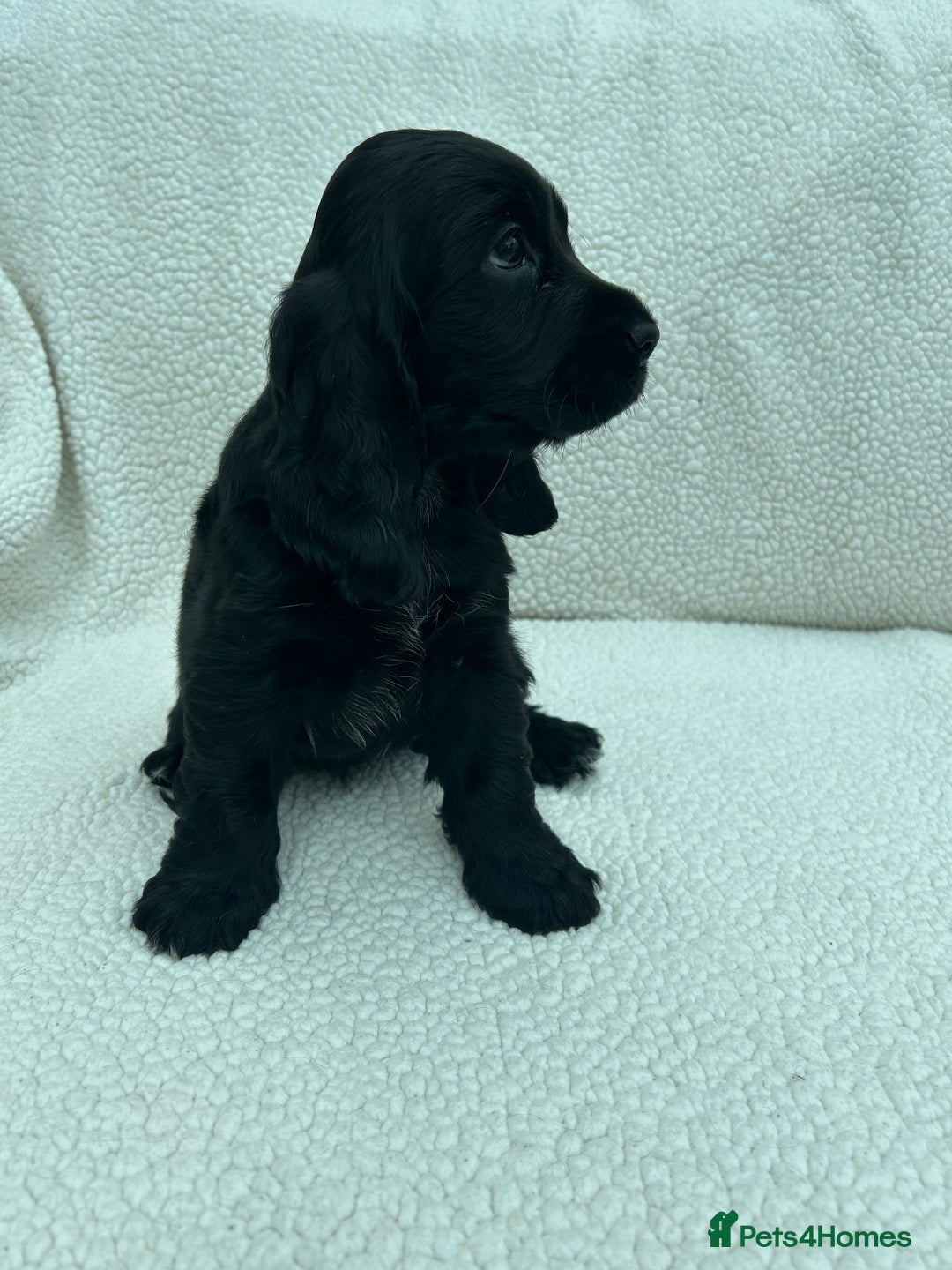 Cocker Spaniel dogs for sale: KC Reg Show Cocker Spaniels - Image 8