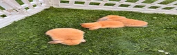 Mini Lop rabbits for sale: Beautiful Mini Lop baby rabbits - Advert 7