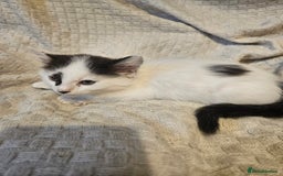 Mixed Breed cats for sale: 8 lovely kittens for sale - Image 11