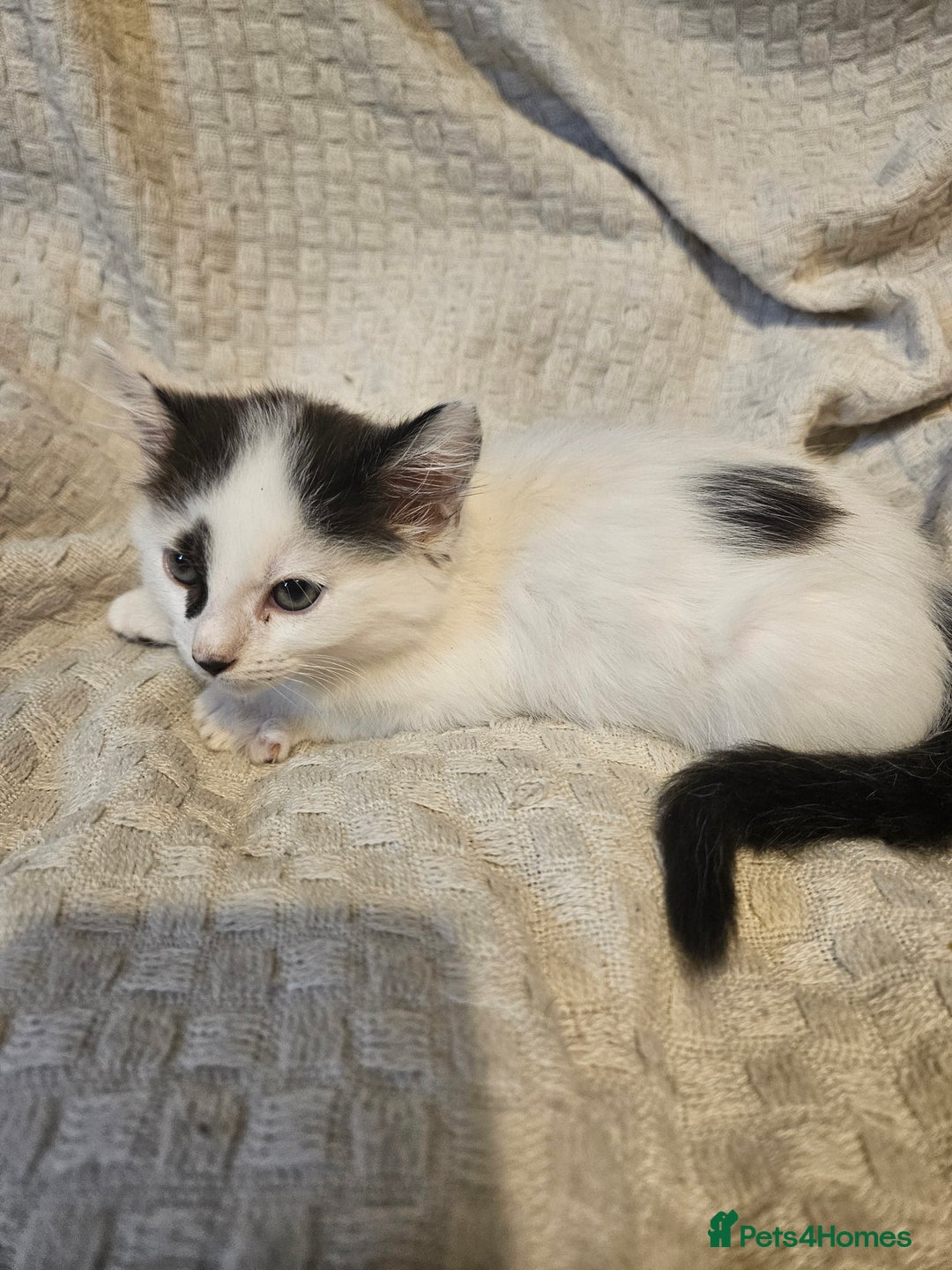 Mixed Breed cats for sale: 8 lovely kittens for sale - Image 11