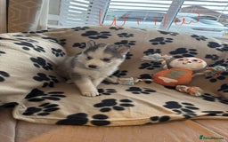 Siberian Husky dogs for sale: Gorgeous huskies puppies for sale! - Image 11