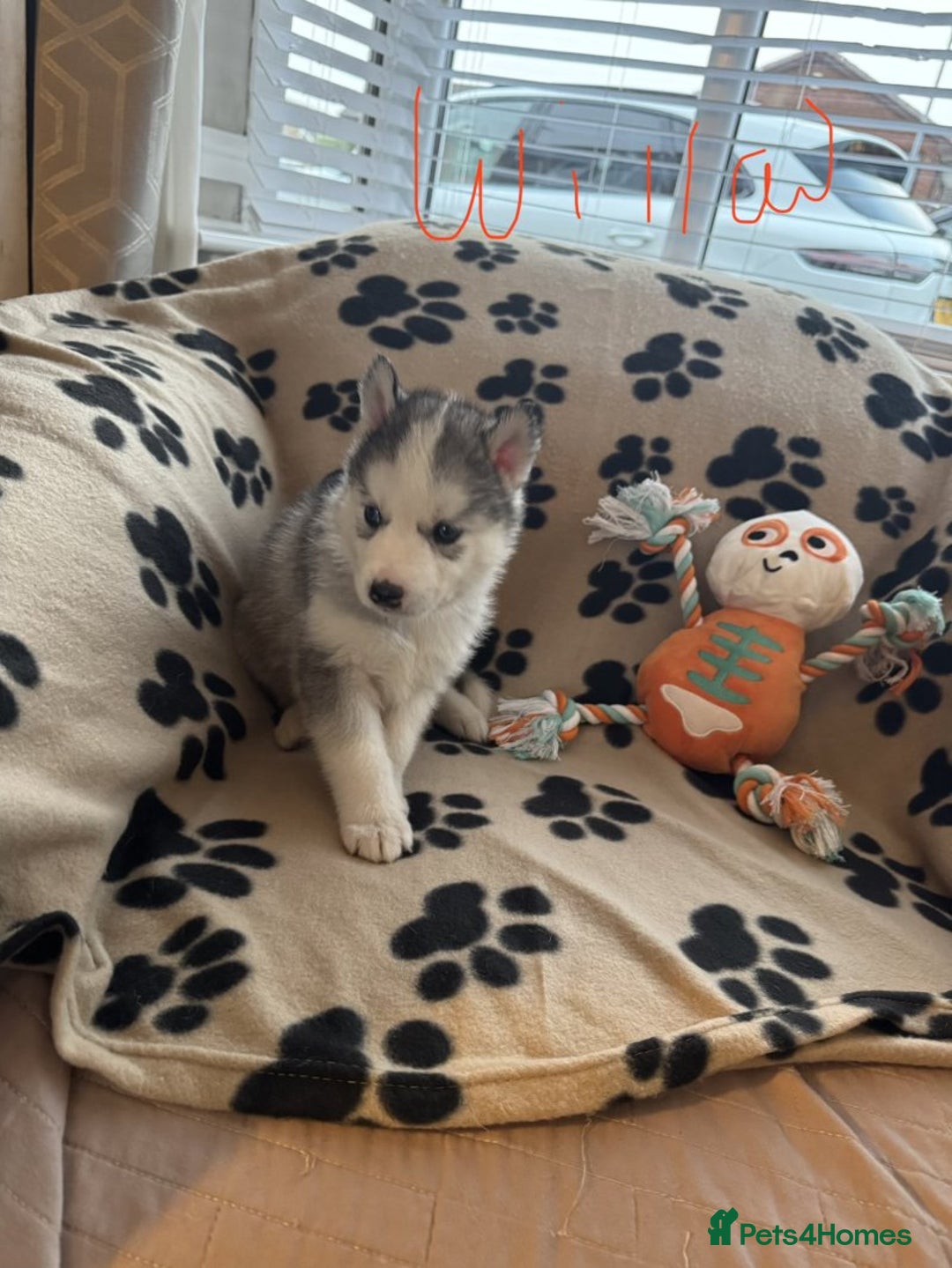 Siberian Husky dogs for sale: Gorgeous huskies puppies for sale! - Image 11