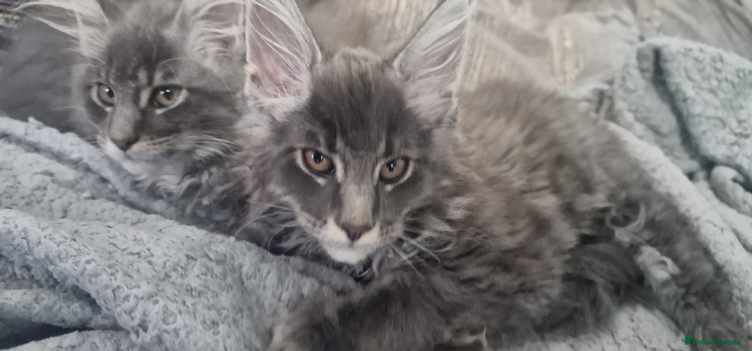 Maine Coon cats for sale: 🐾 Three Majestic Pedigree Maine Coon Kittens! 🏡 - Advert 23