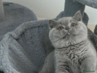 British Shorthair cats Stunning Teddy bear BSH kittens GCCF - Advert 14