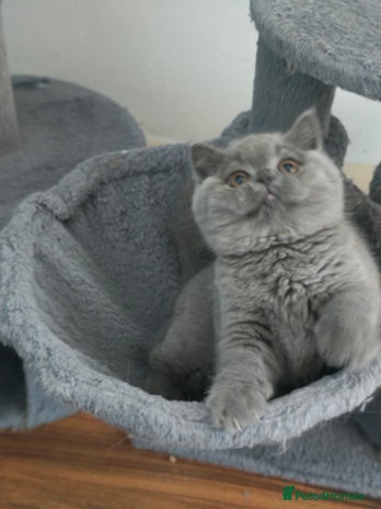 British Shorthair cats Stunning Teddy bear BSH kittens GCCF - Advert 16