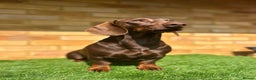 Dachshund dogs for stud: Standard dachshund for stud in London - Advert 8