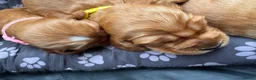 Cocker Spaniel dogs for sale: Beautiful Cocker spaniels puppies in Bristol in Bristol - Advert 10