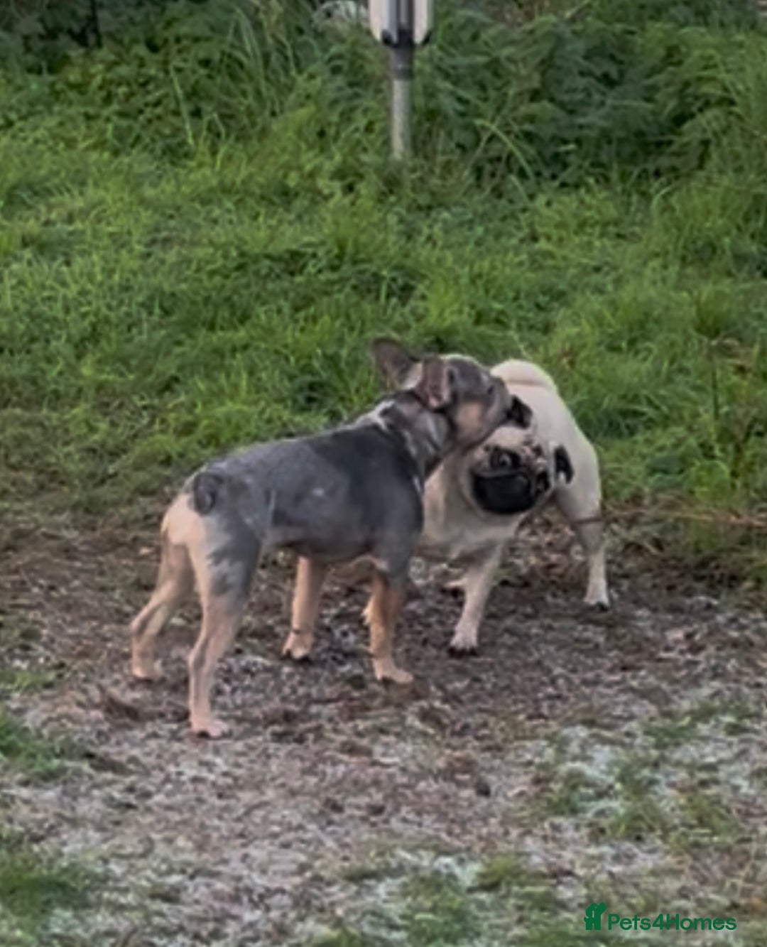 French Bulldog dogs for sale: French Bulldog Blue Merle Female Rare Colours  - Advert 3