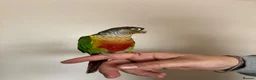 Conures birds for sale: Green cheeked conure  - Advert 5