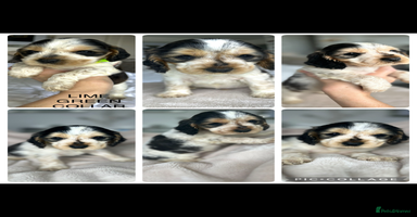Cocker Spaniel dogs - Advert 5
