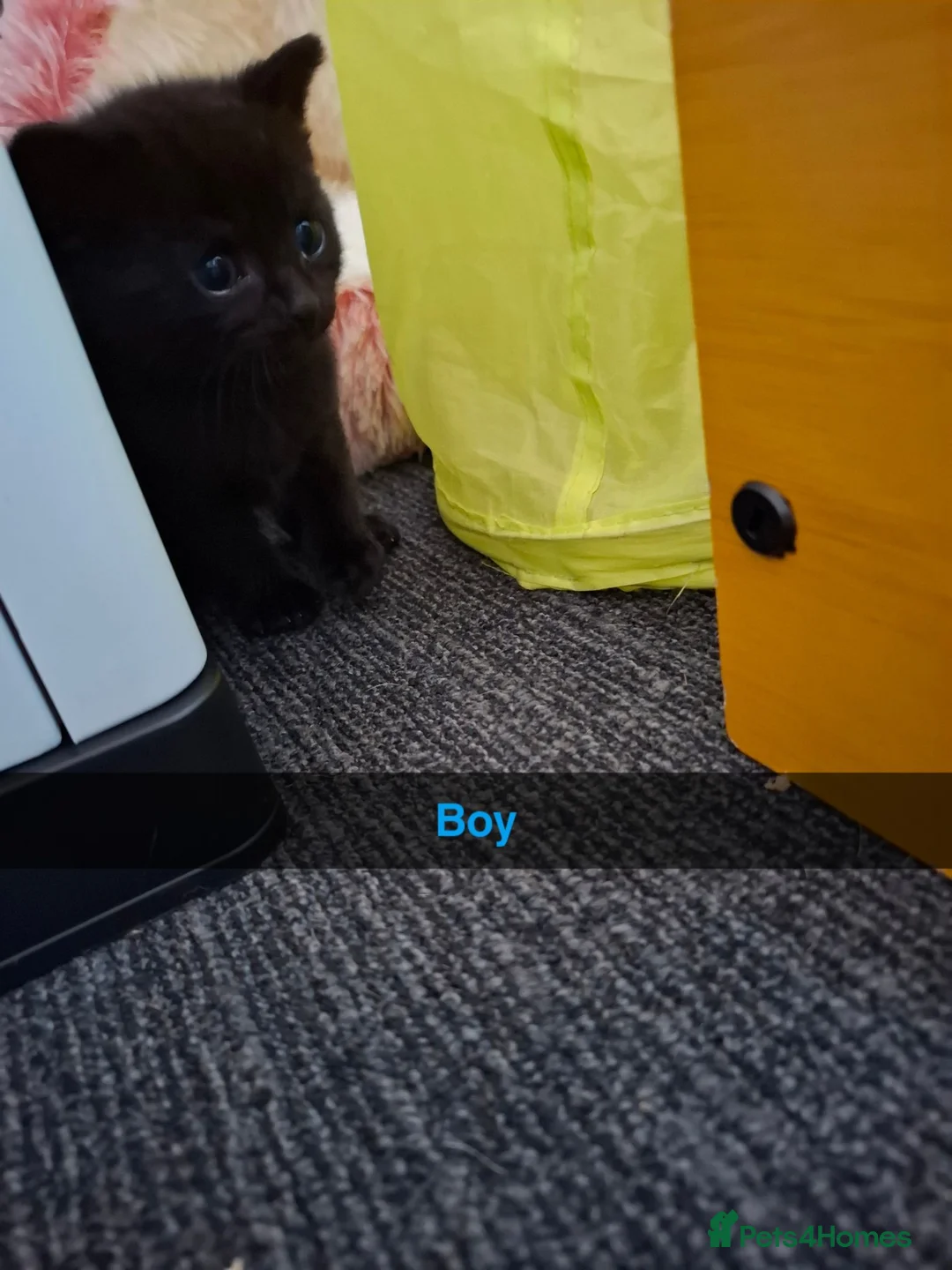 Mixed Breed cats for sale: Kittens  - Advert 7