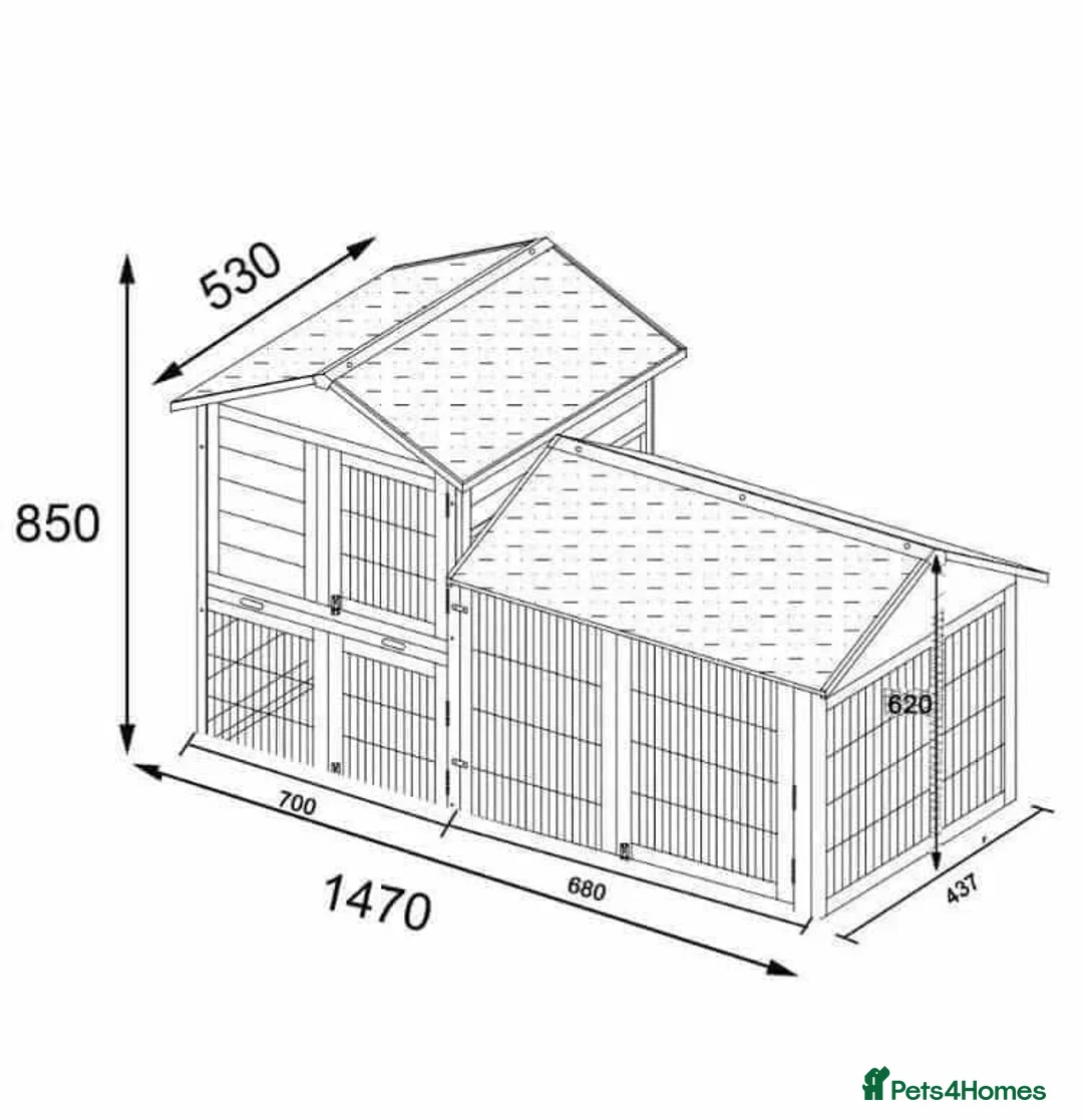 Mini Lop rabbits for sale: Mini lops  ( Est since 2014 ) - Advert 9