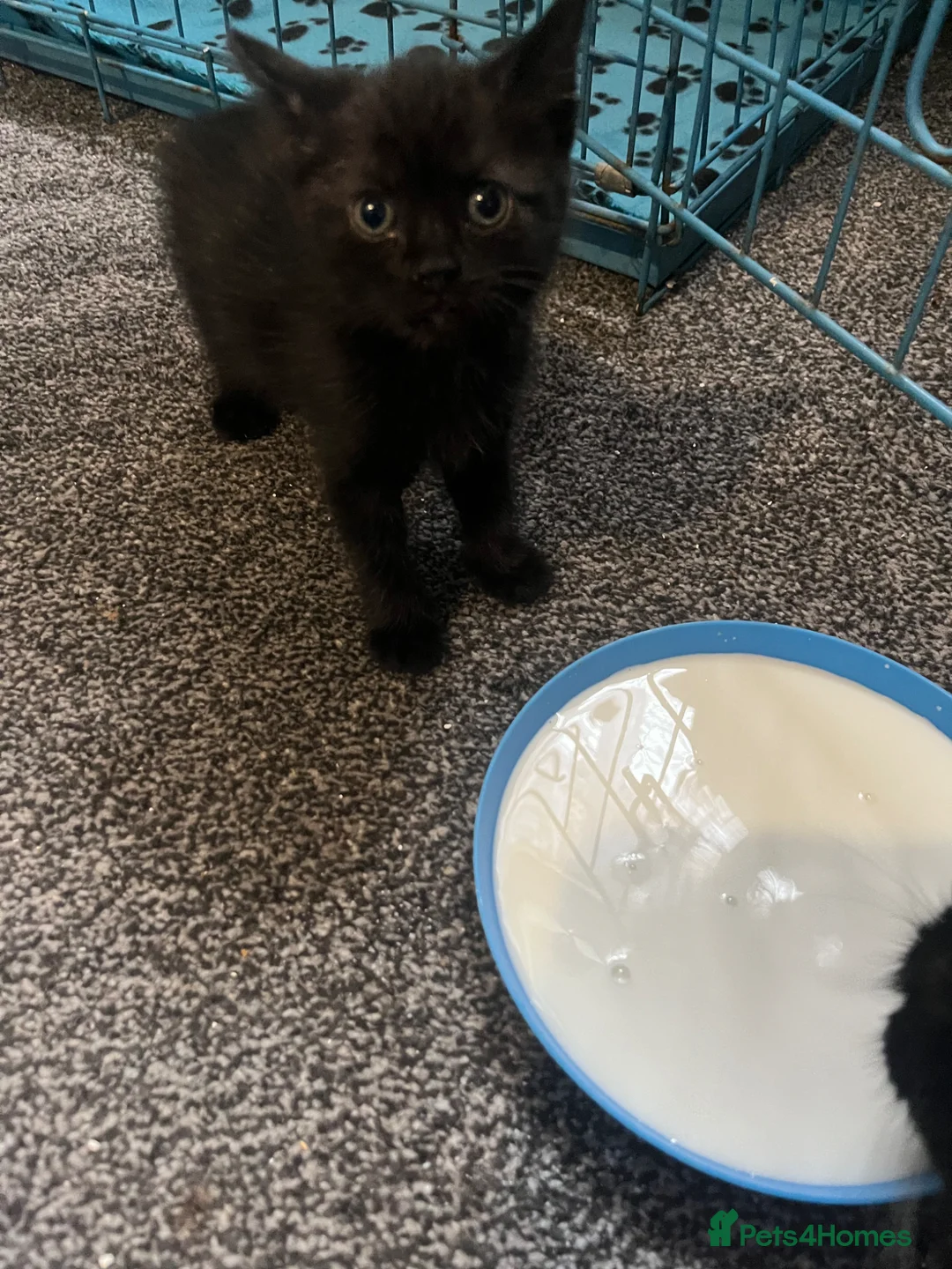 Mixed Breed cats for sale: Tilly’s babies - Advert 2