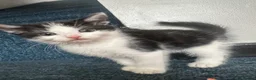 Domestic Shorthair cats for sale: 4 beautiful kittens looking for their home.  - Advert 10