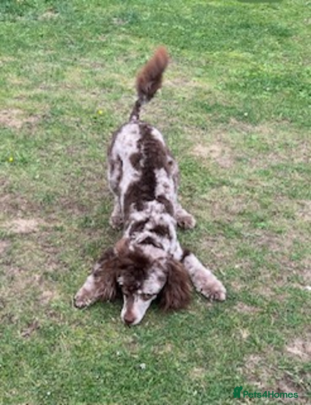 Labradoodle dogs for sale: F1b Labradoodles, Miniature Health tested parents - Advert 30